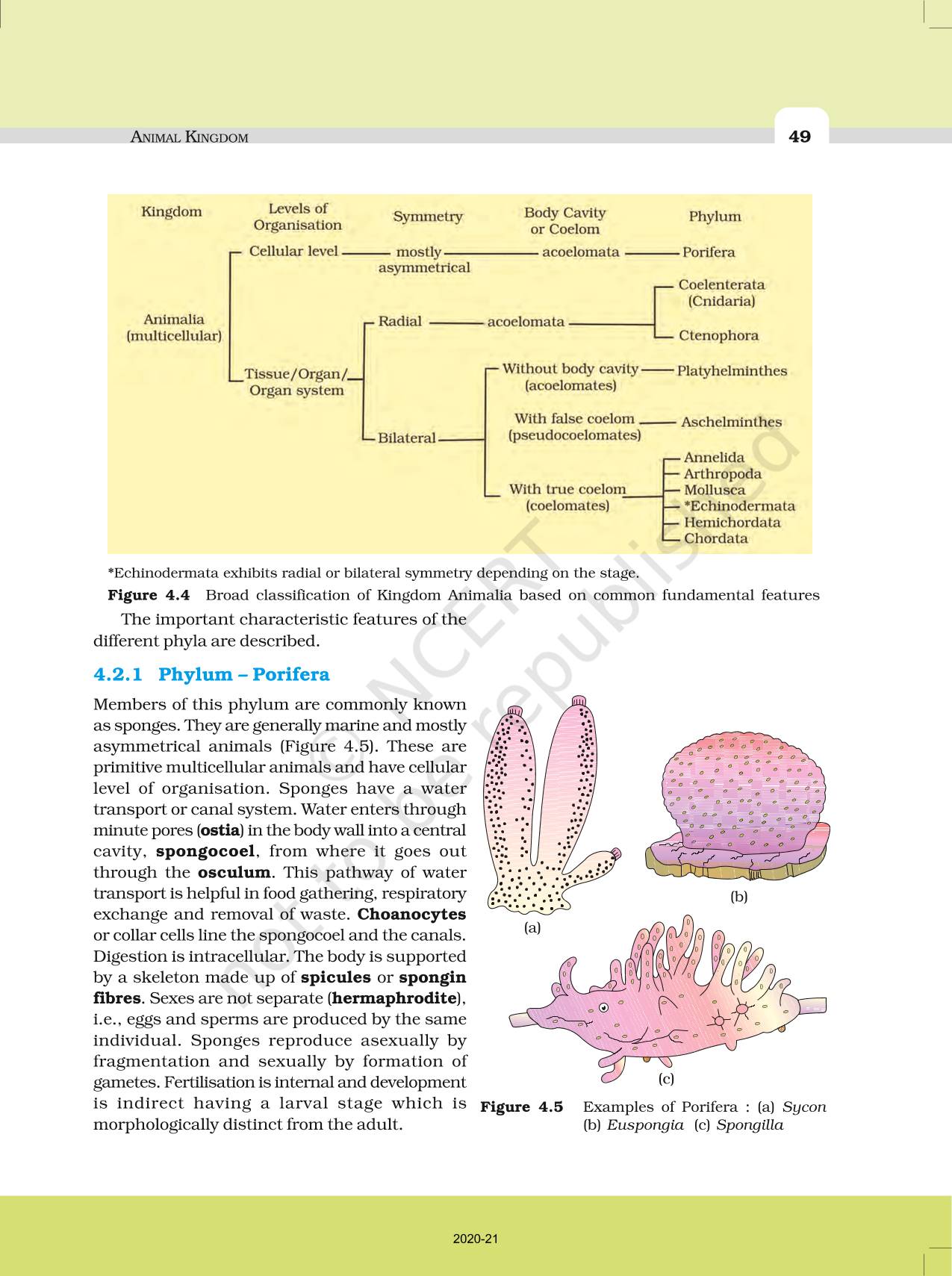 Animal Kingdom - NCERT Book of Class 11 Biology