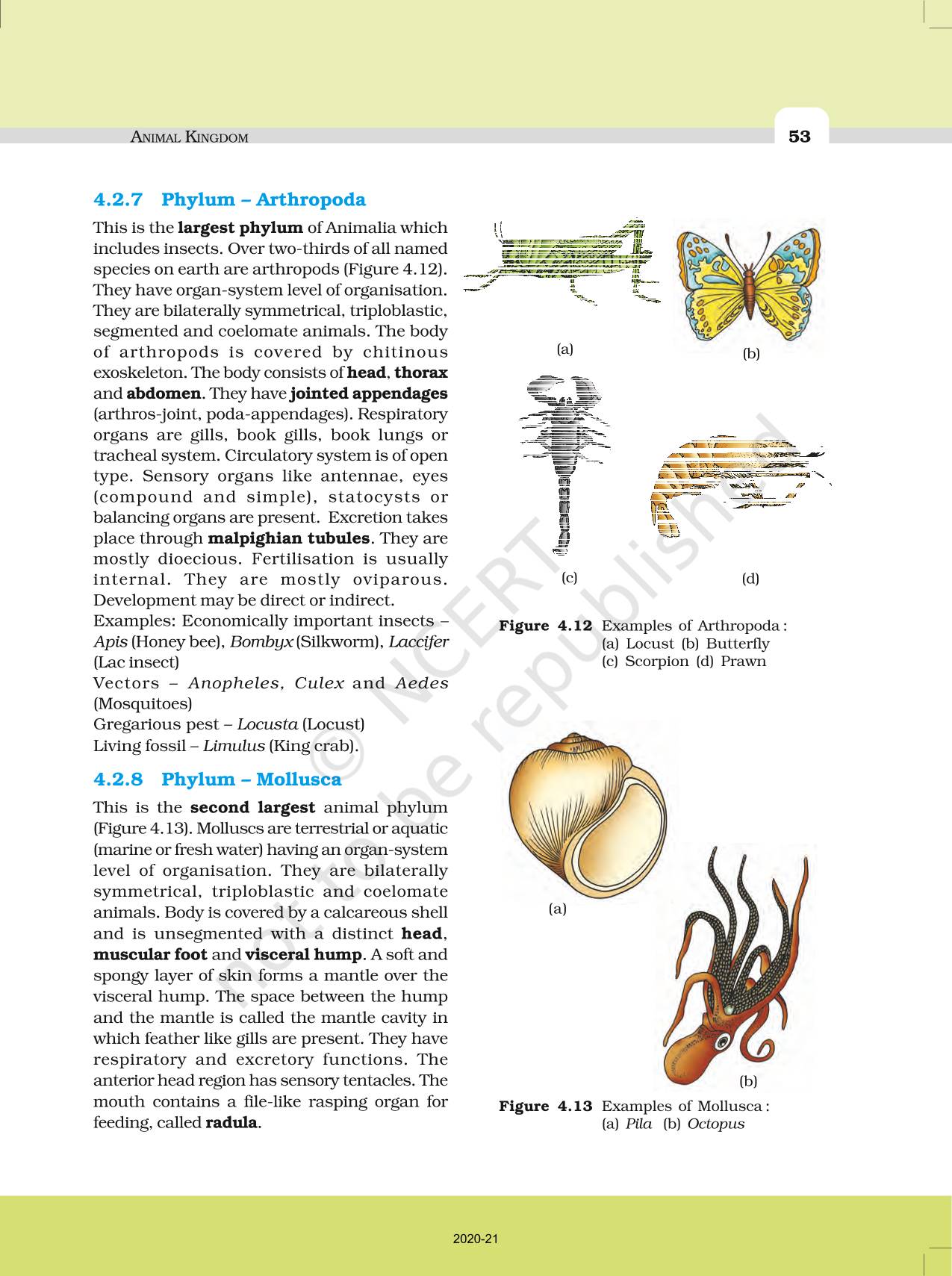 Animal Kingdom - NCERT Book of Class 11 Biology