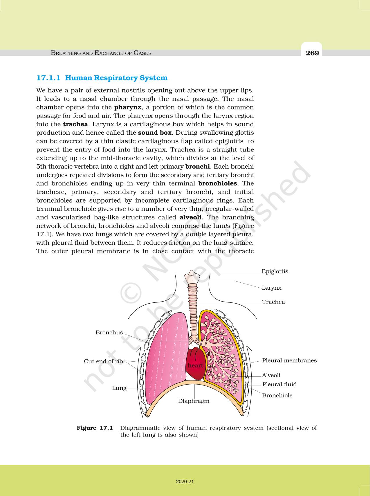 Breathing And Exchange Of Gases - NCERT Book of Class 11 Biology