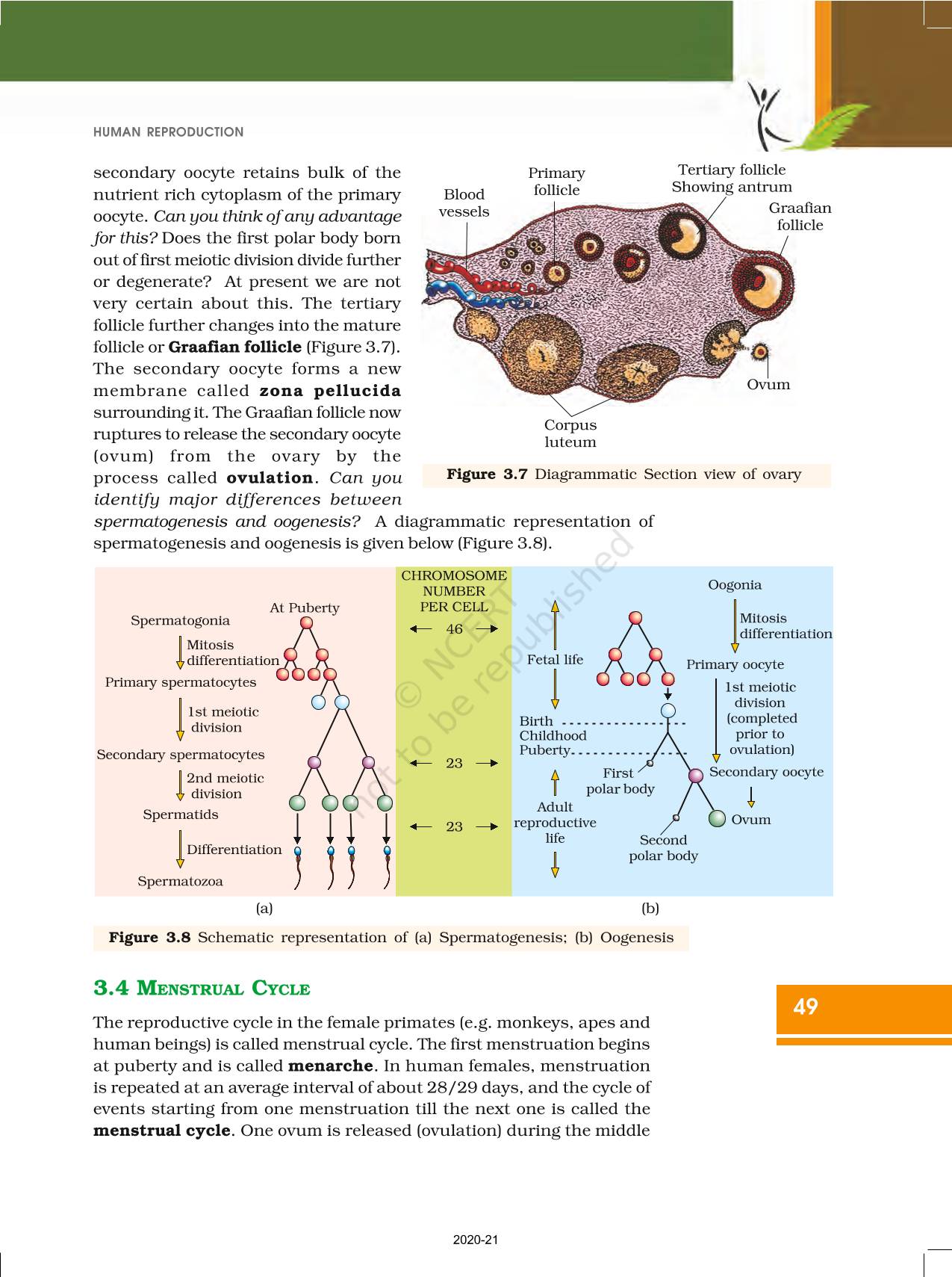 Human Reproduction - NCERT Book of Class 12 Biology