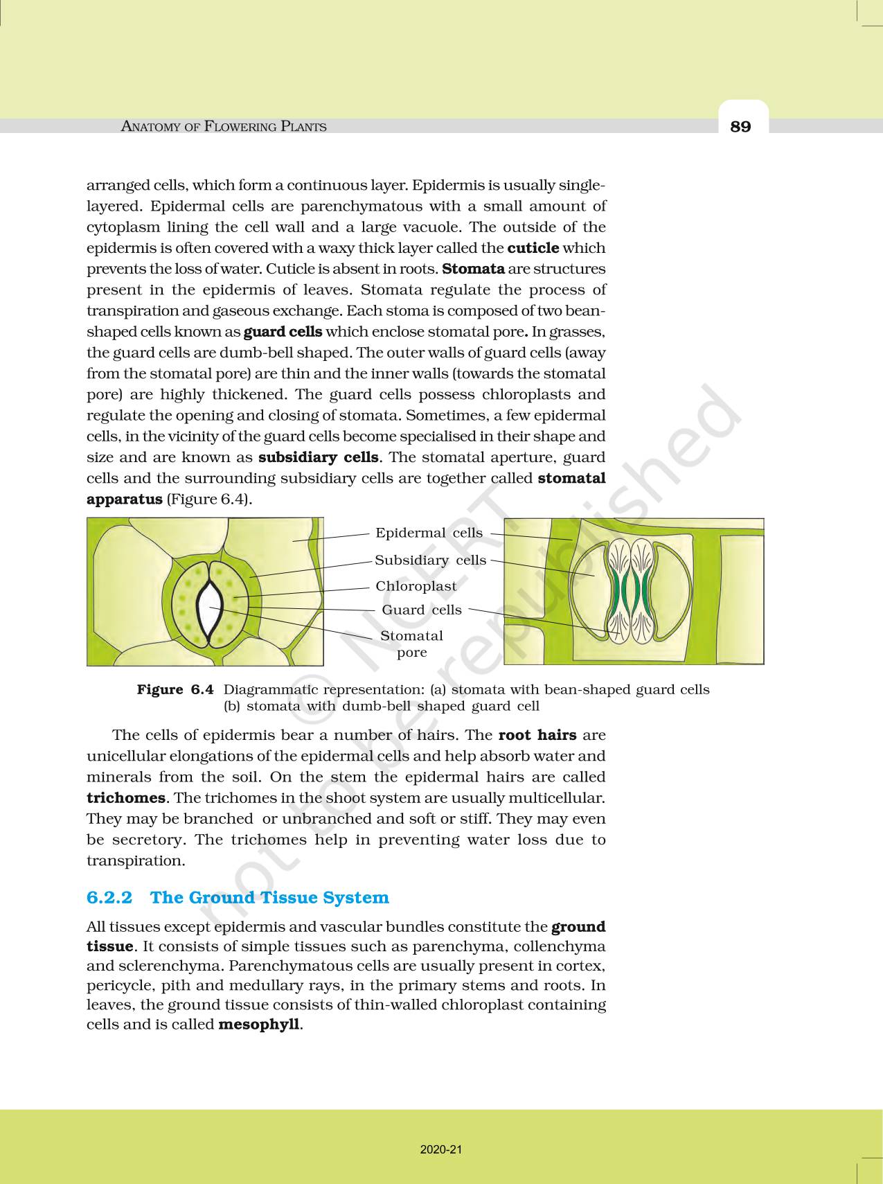 Anatomy Of Flowering Plants - NCERT Book of Class 11 Biology