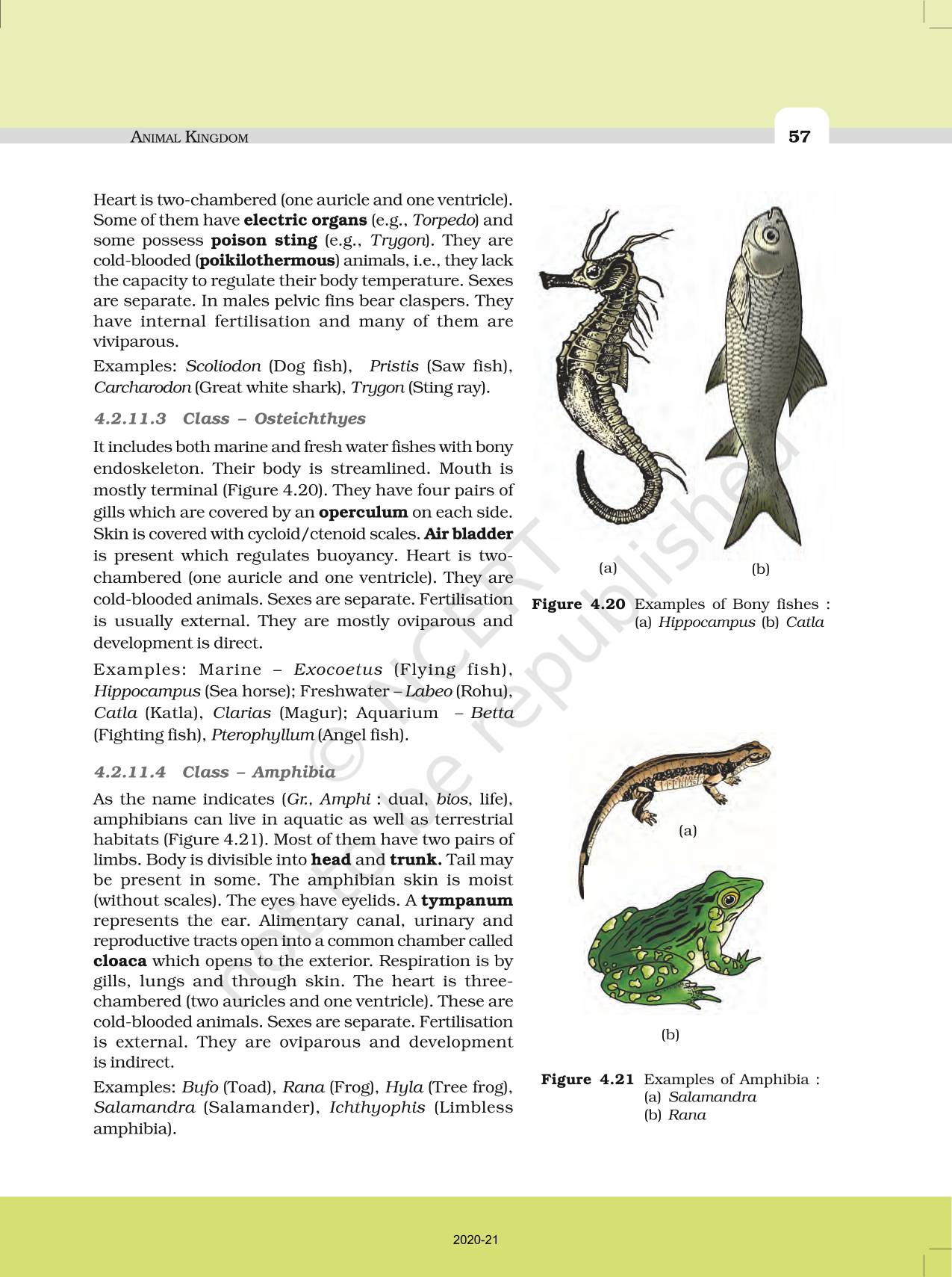 Animal Kingdom - NCERT Book of Class 11 Biology