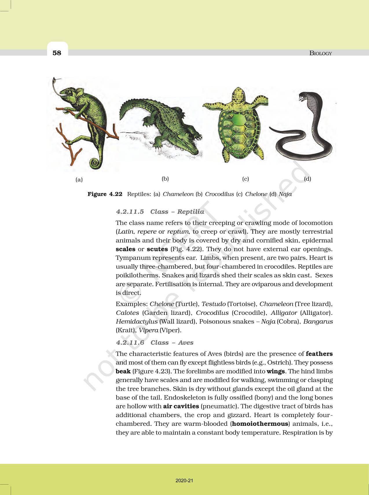 Animal Kingdom - NCERT Book of Class 11 Biology