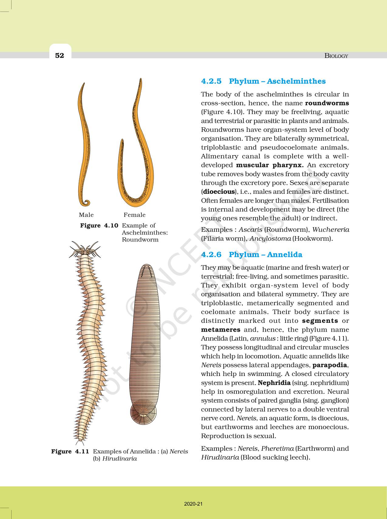 Animal Kingdom - NCERT Book of Class 11 Biology