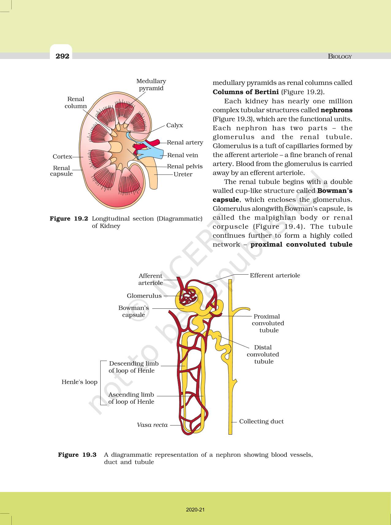 Excretory Products And Their Elimination - NCERT Book of Class 11 Biology