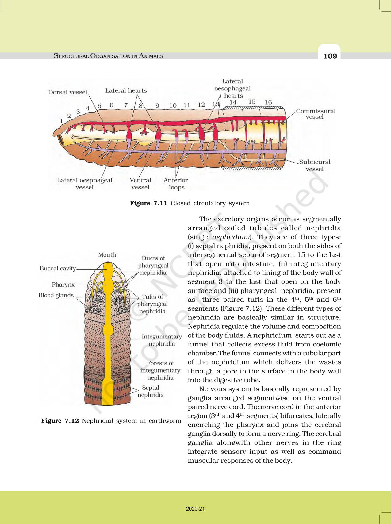 Structural Organisation In Animals - NCERT Book of Class 11 Biology