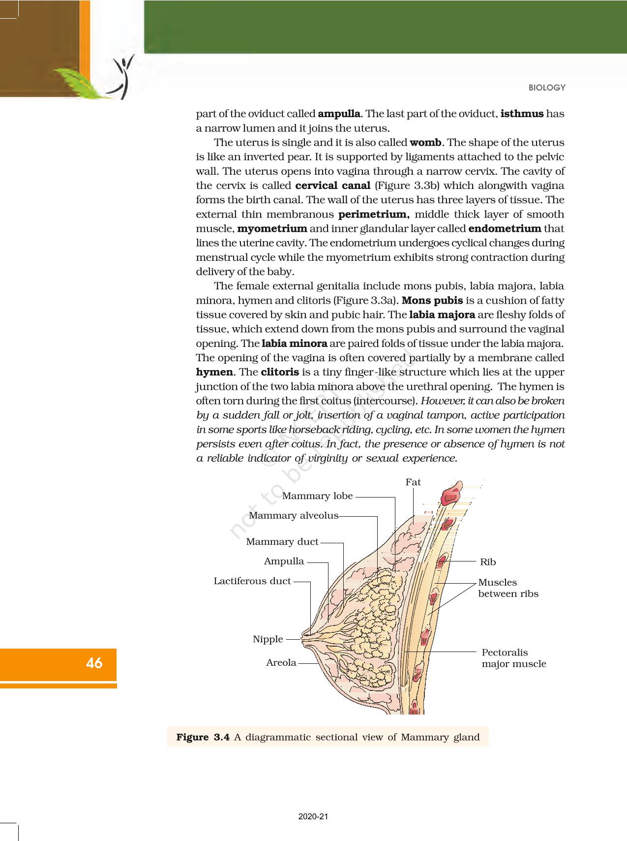 Human Reproduction - NCERT Book of Class 12 Biology