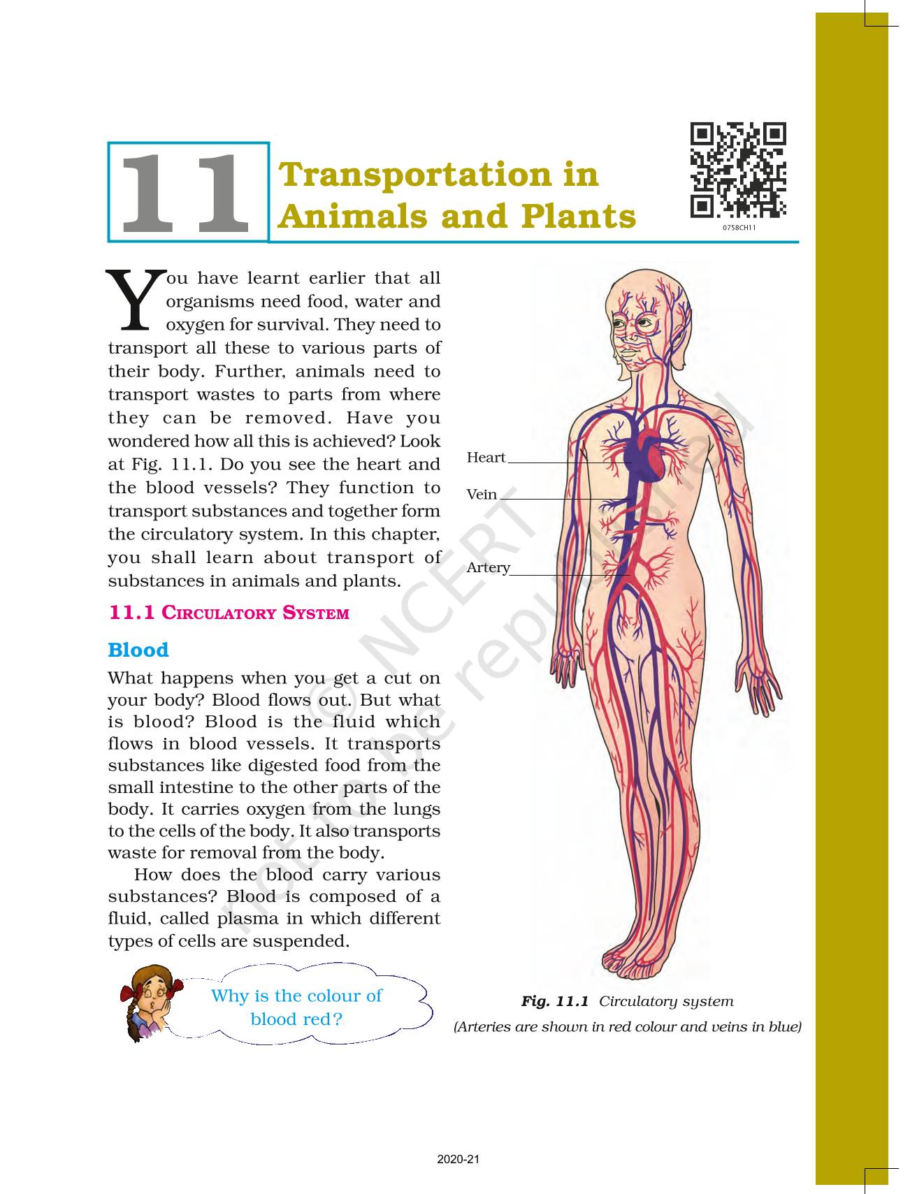 Transportation In Aminals And Plants - NCERT Book of Class 7 Science