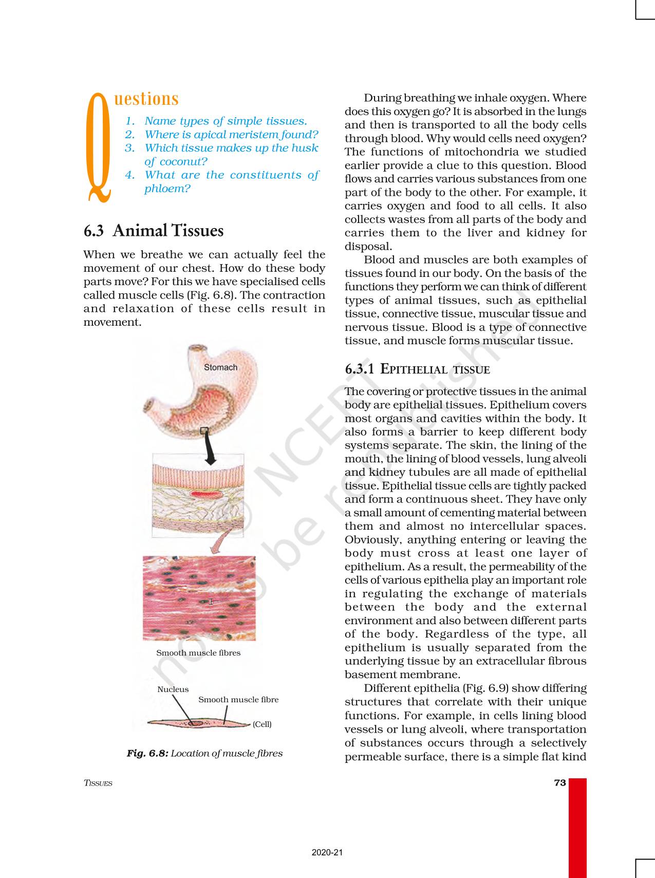 Tissues - NCERT Book of Class 9 Science